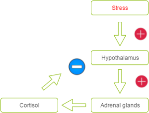 simplified flowchart of how the hypothalamus is affected by stress