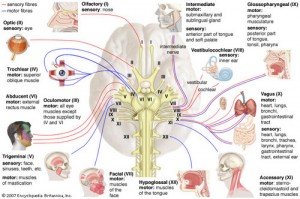 Migraine Headaches