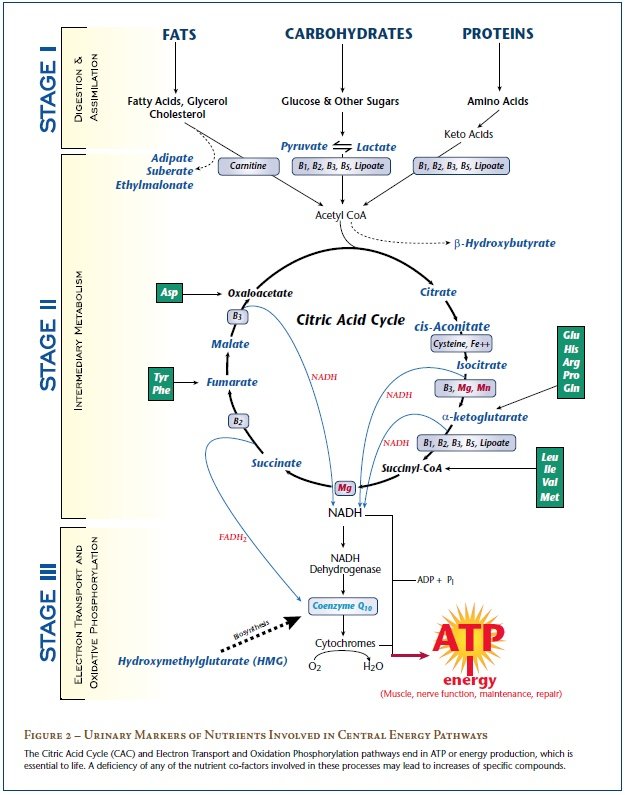 Causes of Chronic Fatigue